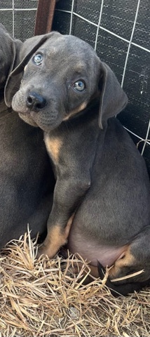 American Pit Bull Terrier – American bully
