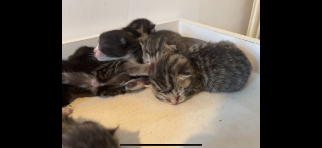 kittens