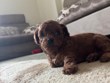 Poodle – toy poodle puppy female – Sharjah