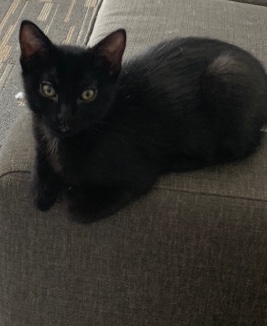 kitten for sale!