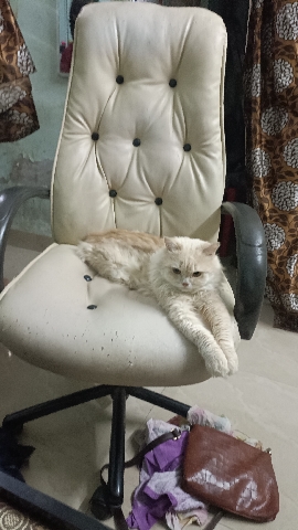 Persian (Traditional) – Selling Persian CAT fawn colour
