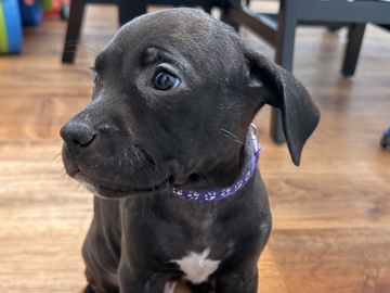 English Mastiff – Mastiff Mix Puppies – Loudonville
