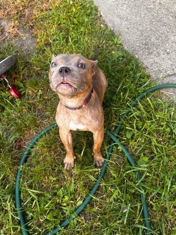 American Bulldog – selling American bully