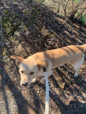 Labrador Retriever – buddie is free to a good home we’re in cullman al he needs room to run he’s service dog intraining