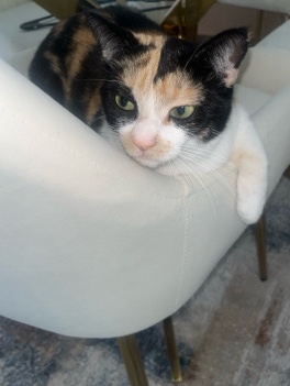 Munchkin – Cat for sell!!