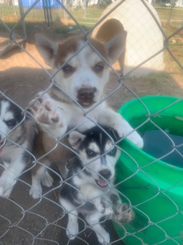 Siberian Husky – husky puppies