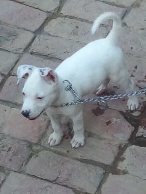 American Pit Bull Terrier – male pitbull  sale
