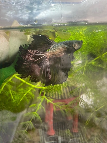 Betta – Rescued Betta Fish