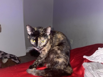 5 kittens and 1 adult cat for sell – Charlotte