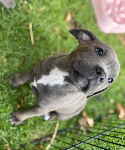 Pure English Blue Staffies