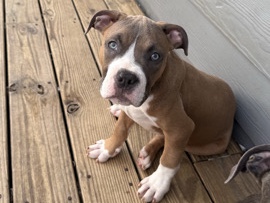 American Pit Bull Terrier – Boss the Bullie – Atlanta