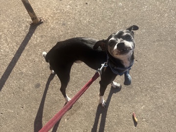 Rat Terrier – Bandit needs a loving home! – Carbondale