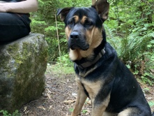 German Shepherd – FREE DOG NEEDS TO GO ASAP – Seattle