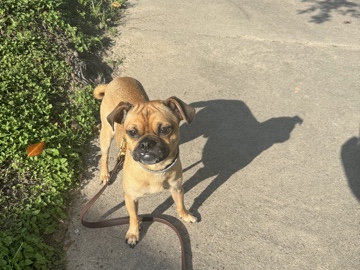 Mixed Breed – Need to rehome dog asap – College Station