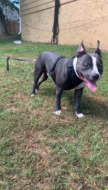 American Staffordshire Terrier – American Bully