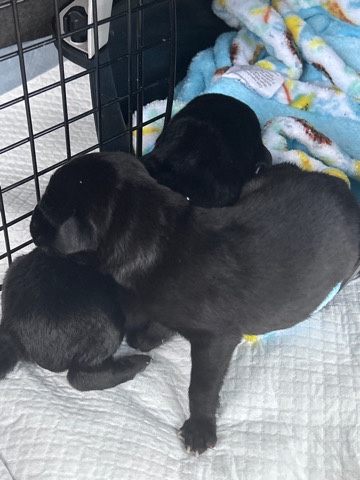 Labrador Retriever – Black Lab puppies!