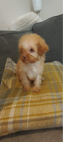 Cavalier King Charles Spaniel – cavapoo puppies