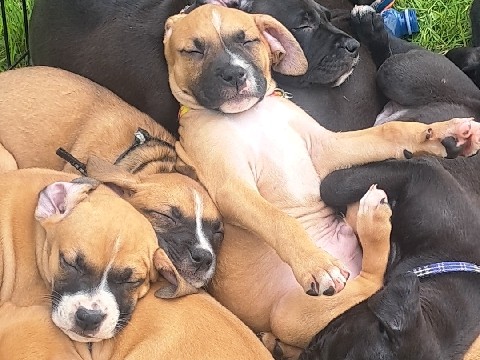 Boxer - Boxer Puppies!!!!! SO SWEET!!! available for adoption in Whitby