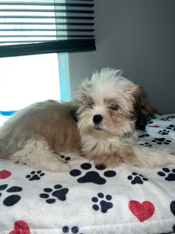 Shih Tzu – New Pup Paris