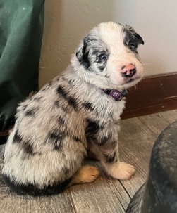 Australian Shepherd – AKC Australian Shepherds