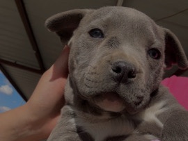 American Pit Bull Terrier – Se vende perrito pequeño y juguetón – Anthony