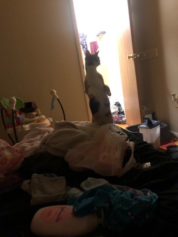 need a good home