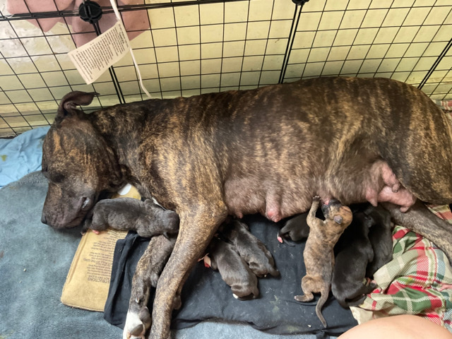 American Staffordshire Terrier – Purebred American terrier puppies for sale