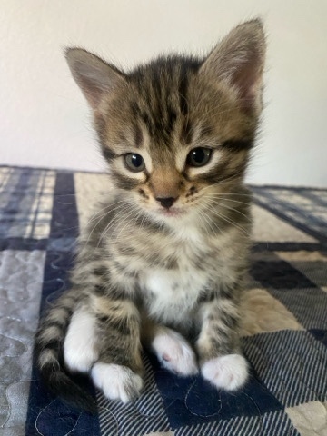 American Shorthair – free to loving home