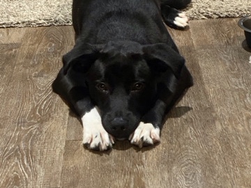 Labrador Retriever – Meet Lucky – Your New Best Friend! 🐾 – Houston