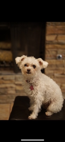 Maltese – Maltipoo Mix for Adoption