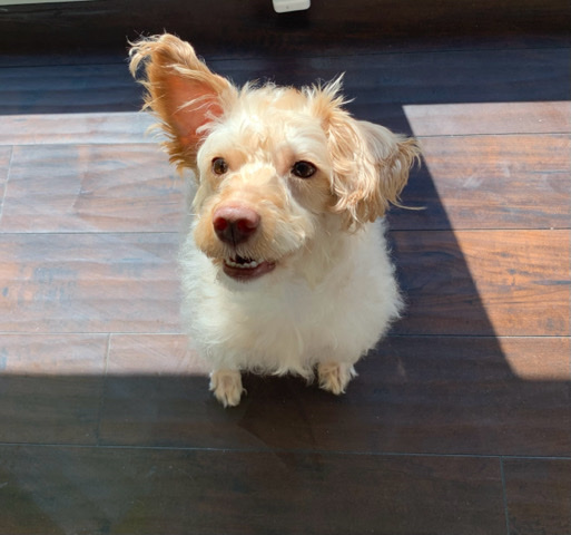 Poodle – Schnoodle