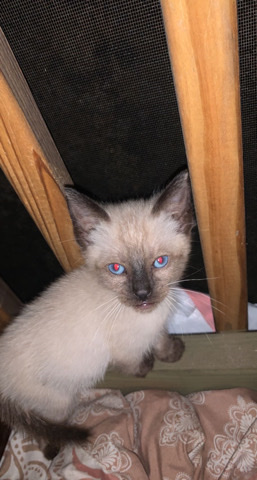 Siamese – Siamese Kitten