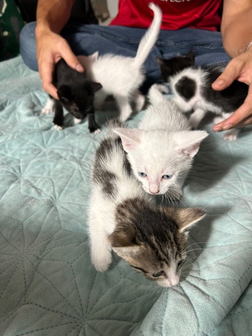 Khao Manee – Khao Manee kittens white, colored, bobtail, blue eyed