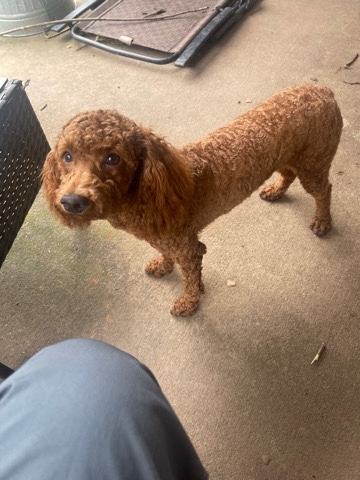 Poodle – Mini Poodle for sale