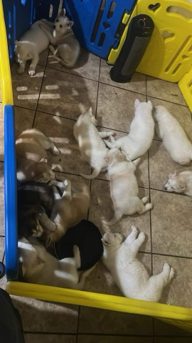 Labrador Husky – Husky