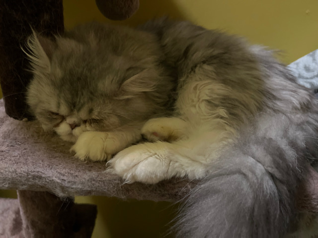 Persian (Traditional) – Male Persian Cat