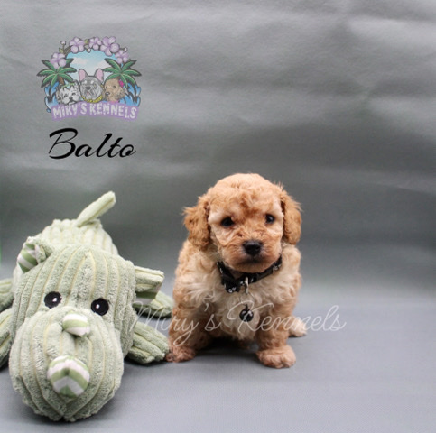 Poodle β Toy Poodle