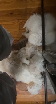 Puppies 8 weeks old