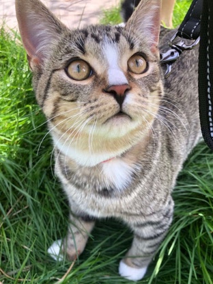Russian White, Black and Tabby – 6 month old adorable male kitten