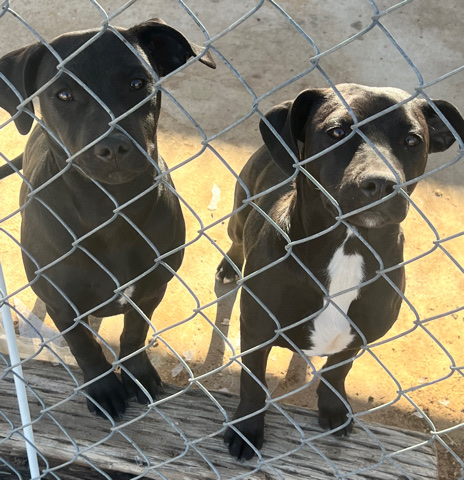 American Pit Bull Terrier – 2 black pitbull sisters