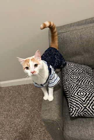 2 Male cats (free and fixed)