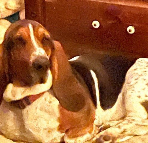 AKC Bassett Hound