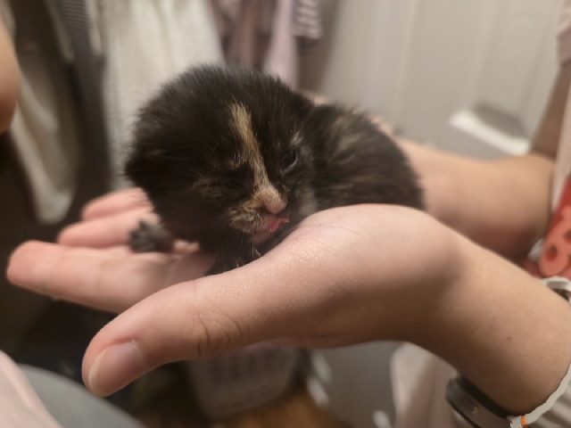 domestic long hair kittens – Germantown