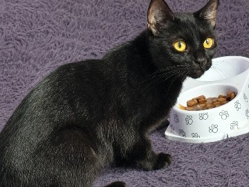 Bombay – cat cherry – Kent