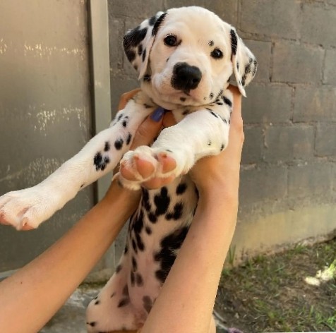 Dalmatian – Dalmatian is available clean and affordable