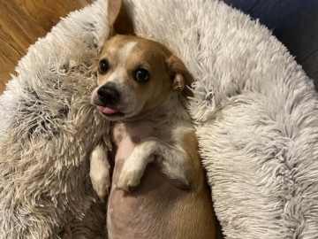 Chihuahua – Xena - Loving Energetic Chihuahua – Las Vegas