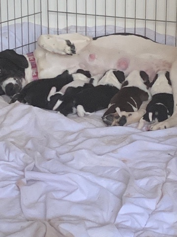 Beagle – 8 day old mixed breed puppies for sale