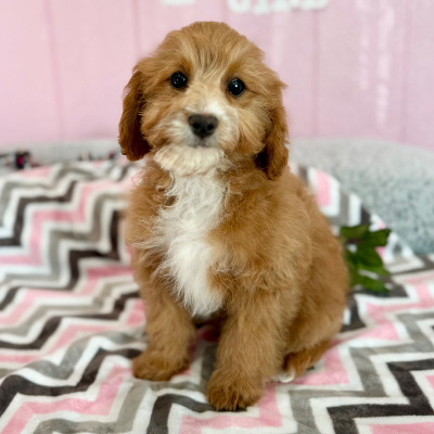 Cavapoo – Adopt, Rehome ( Bambi ) – Tempe