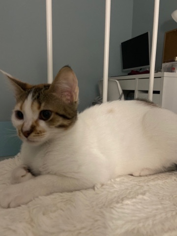 Brazilian Shorthair – My cat needs a new owner that will take good care.