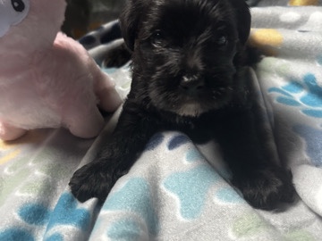 Poodle – shihpoos – Marlborough